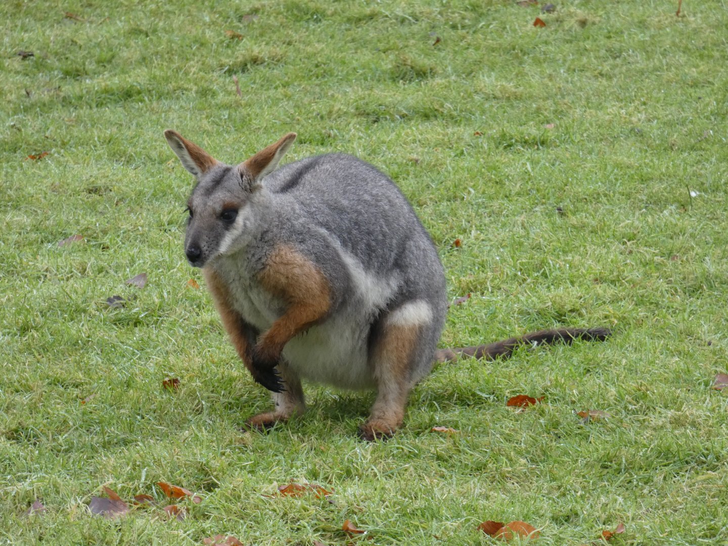 Yellow-footed rock wallaby
