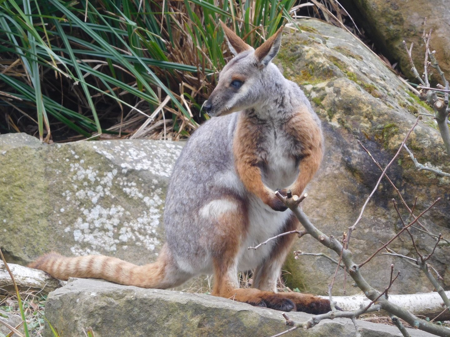 Yellow-footed Rock Wallaby