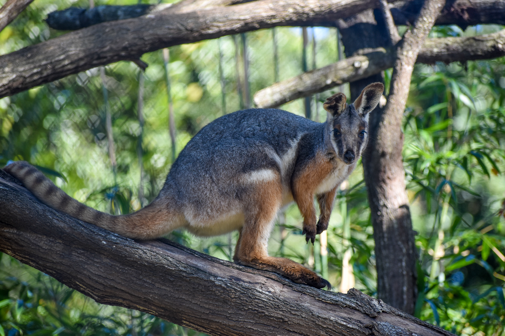 Yellow-footed Rock-Wallaby