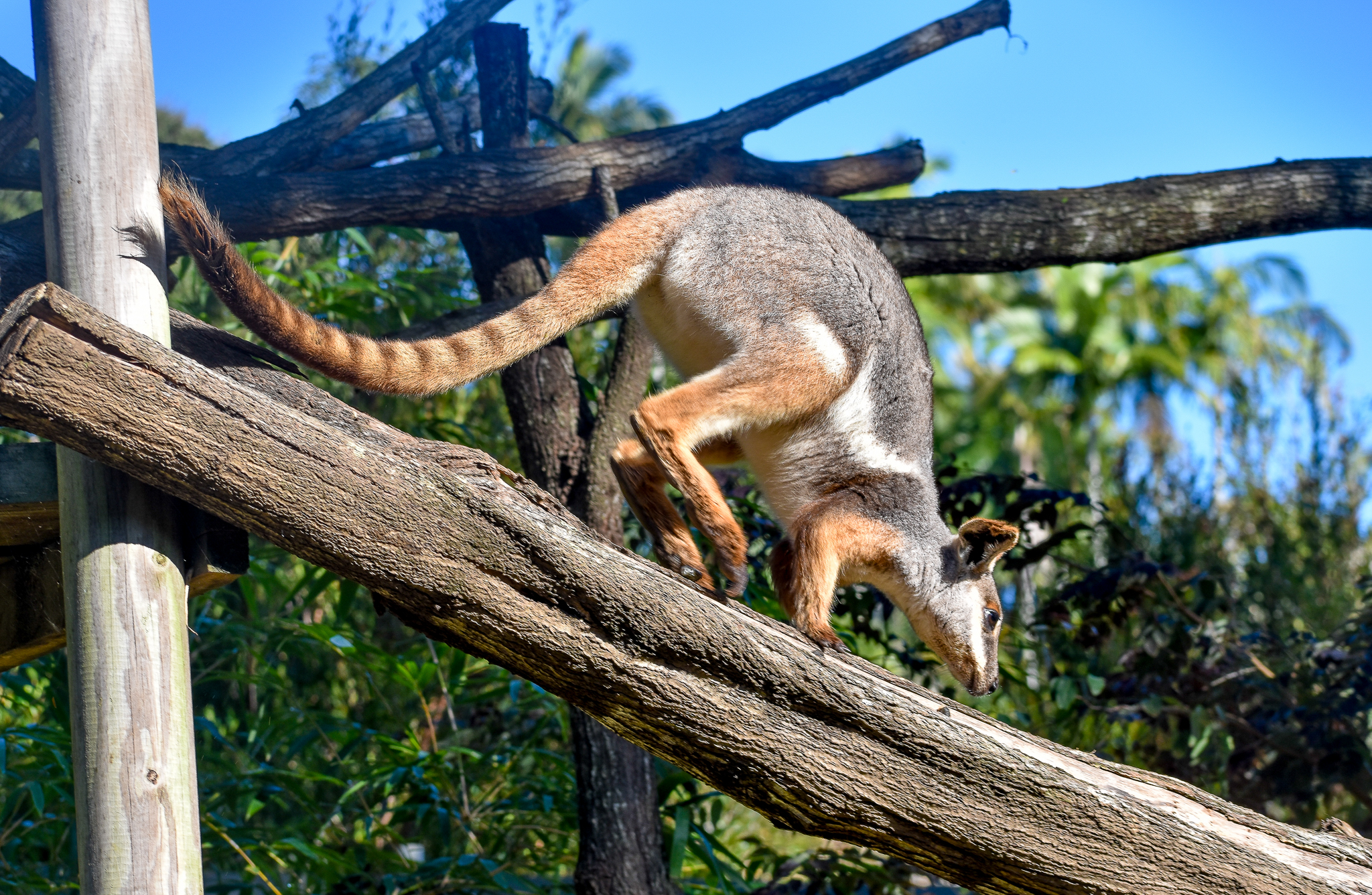 Yellow-footed Rock-Wallaby