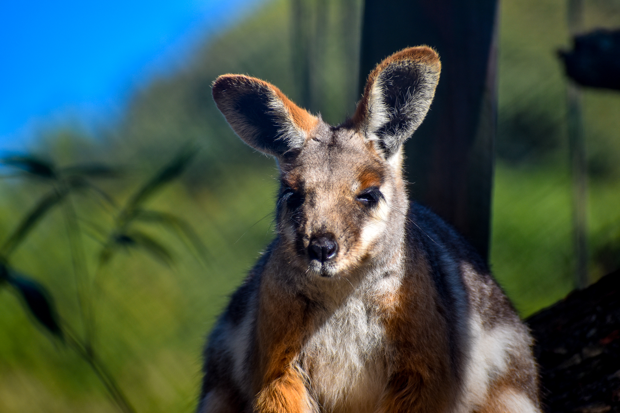 Yellow-footed Rock-Wallaby
