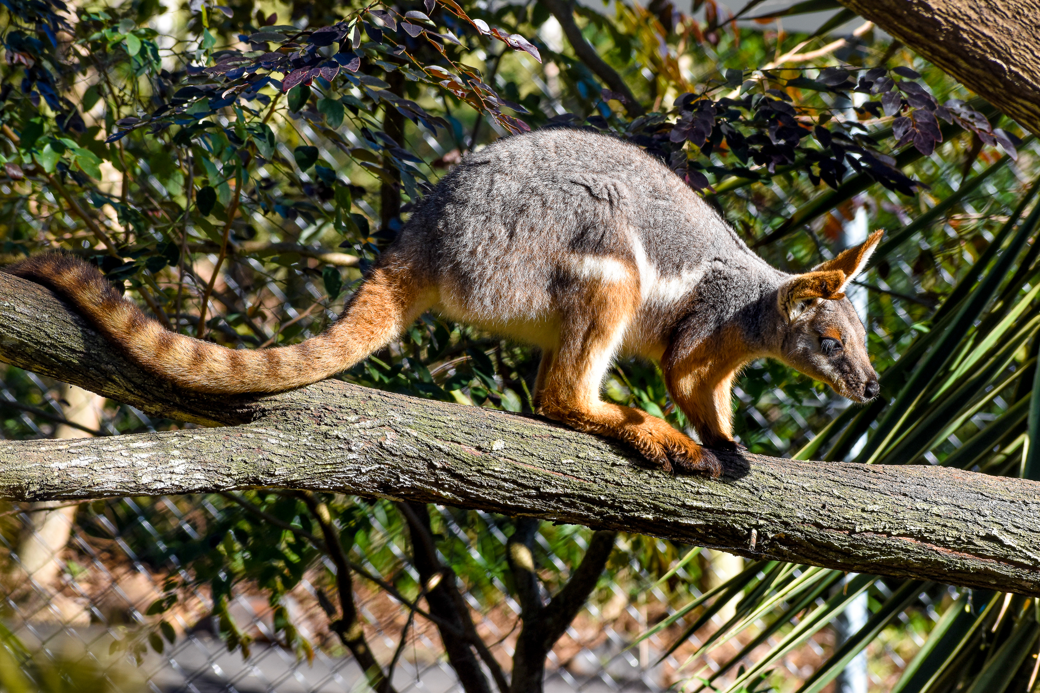 Yellow-footed Rock-Wallaby