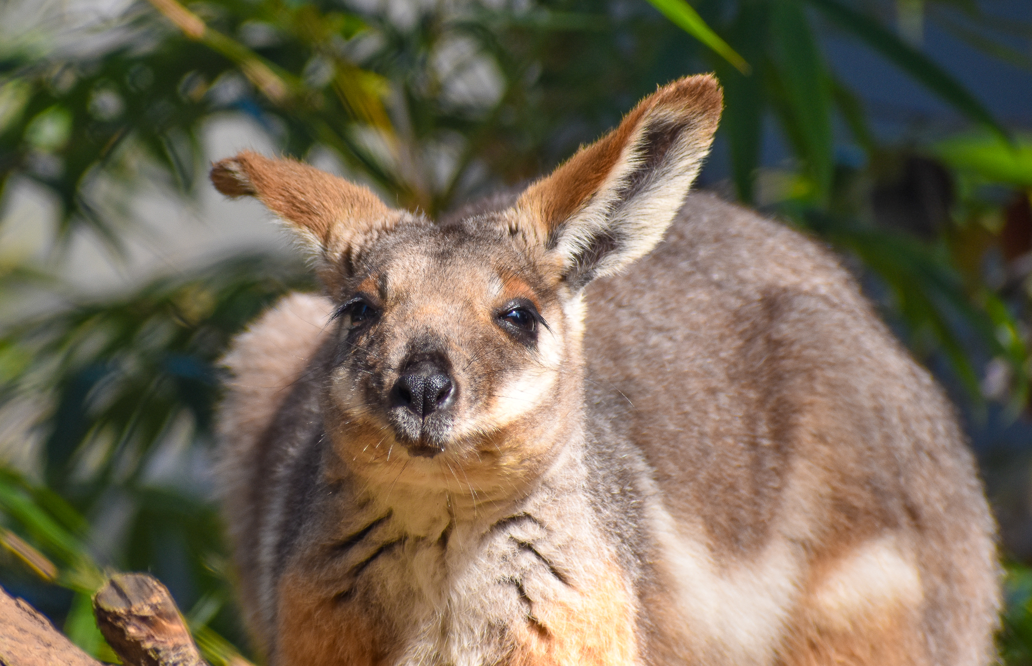Yellow-footed Rock-Wallaby