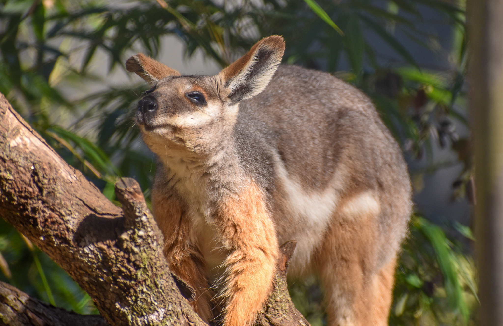 Yellow-footed Rock-Wallaby