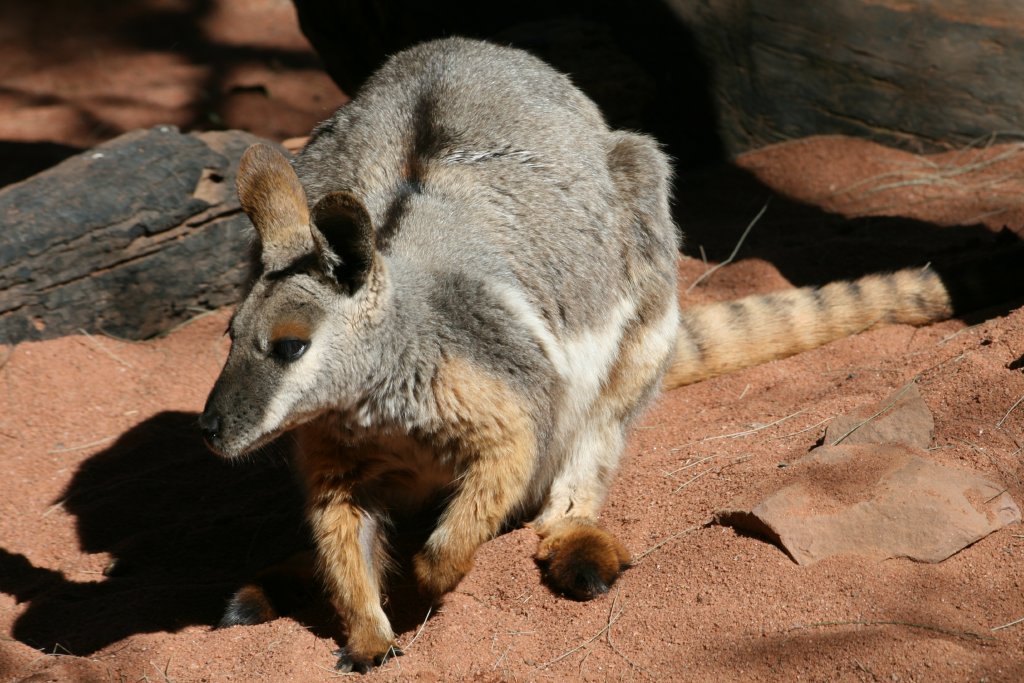Yellow-footed Rock Wallaby