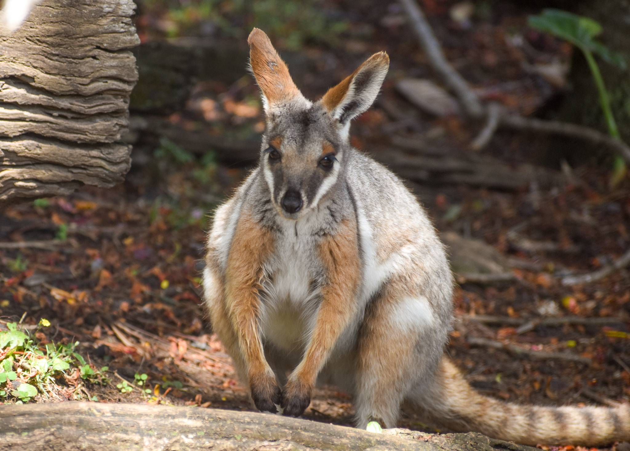 Yellow-footed Rock-Wallaby