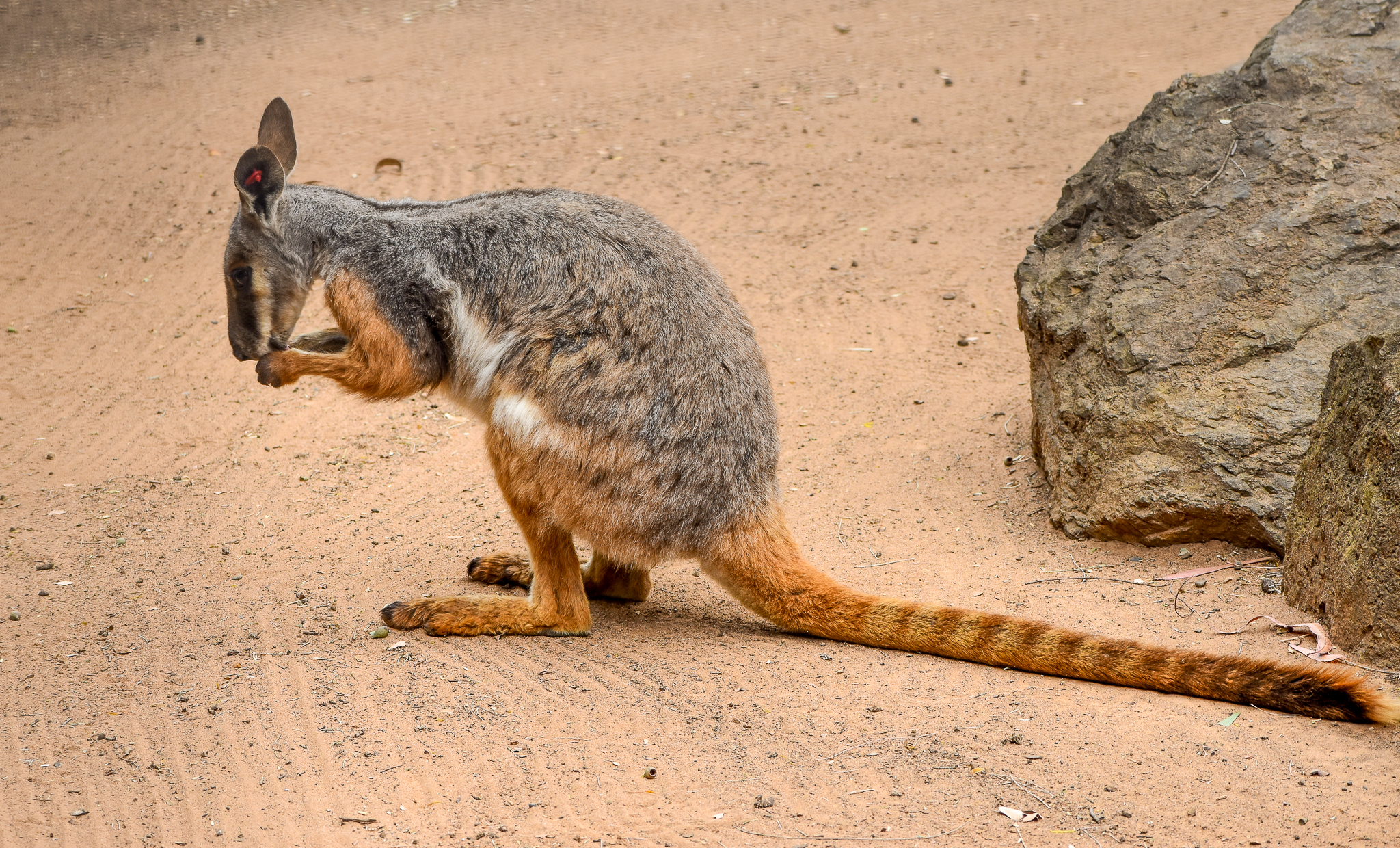 Yellow-footed Rock-Wallaby