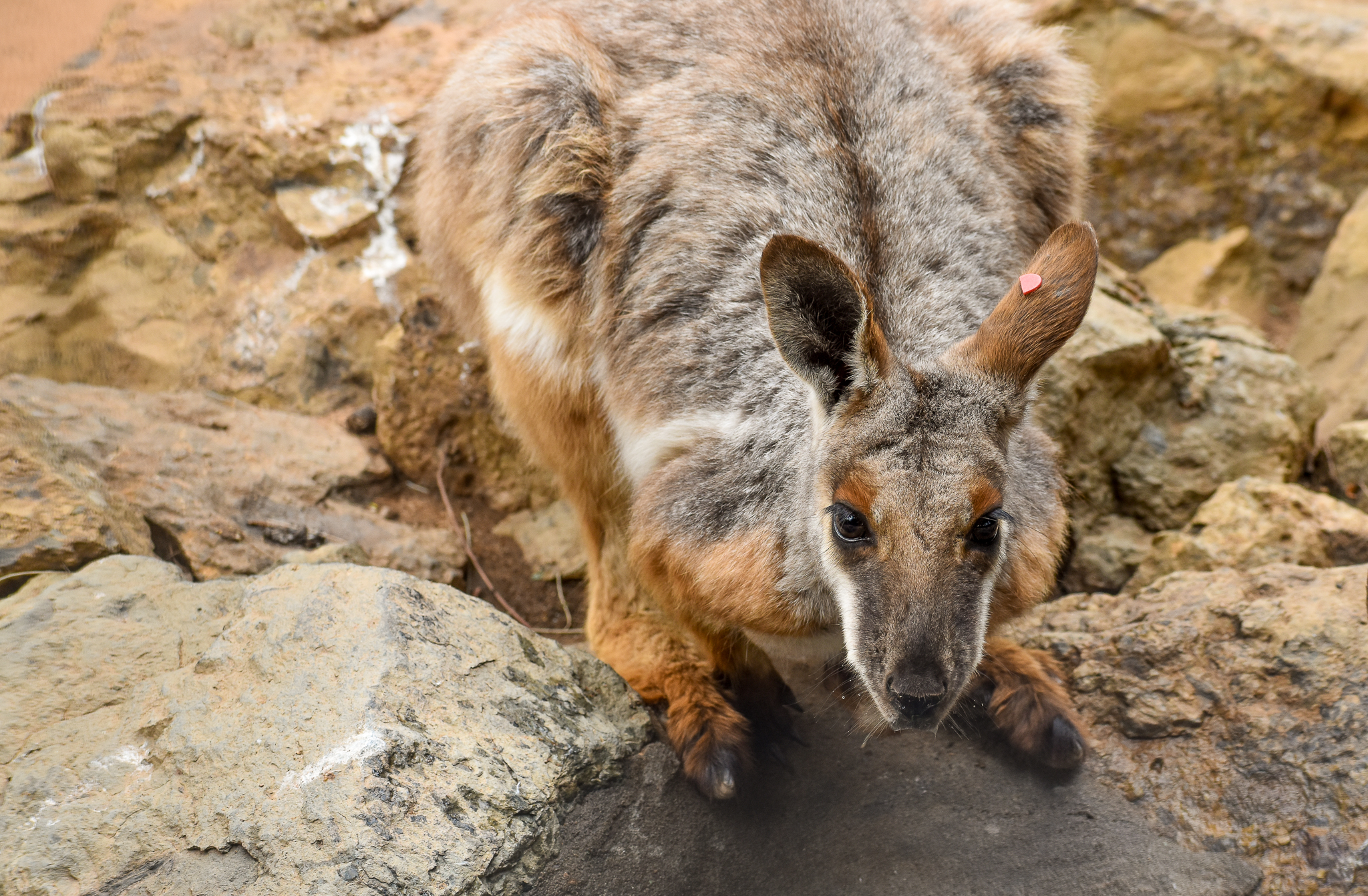Yellow-footed Rock-Wallaby