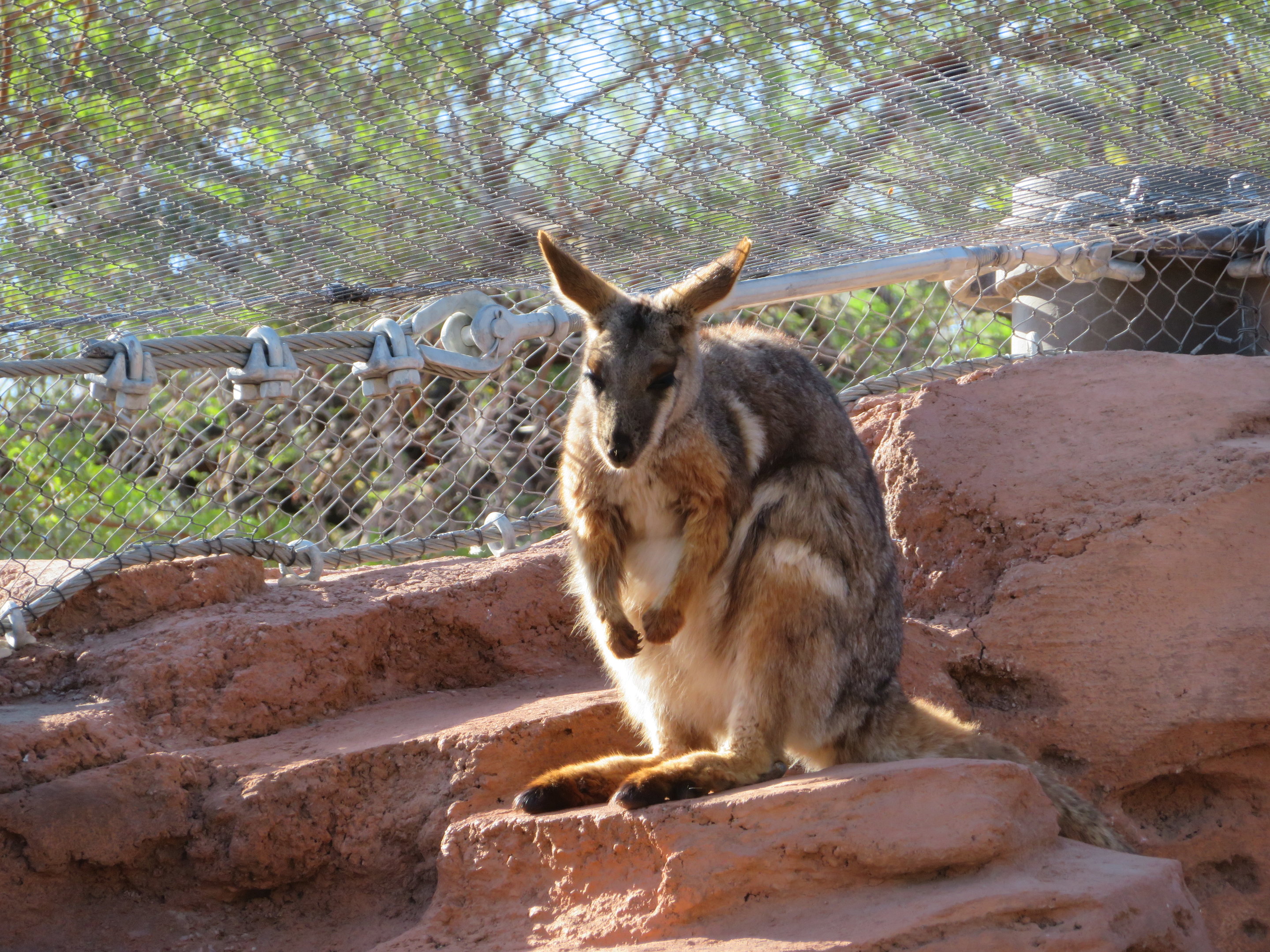 Yellow-footed Rock Wallaby