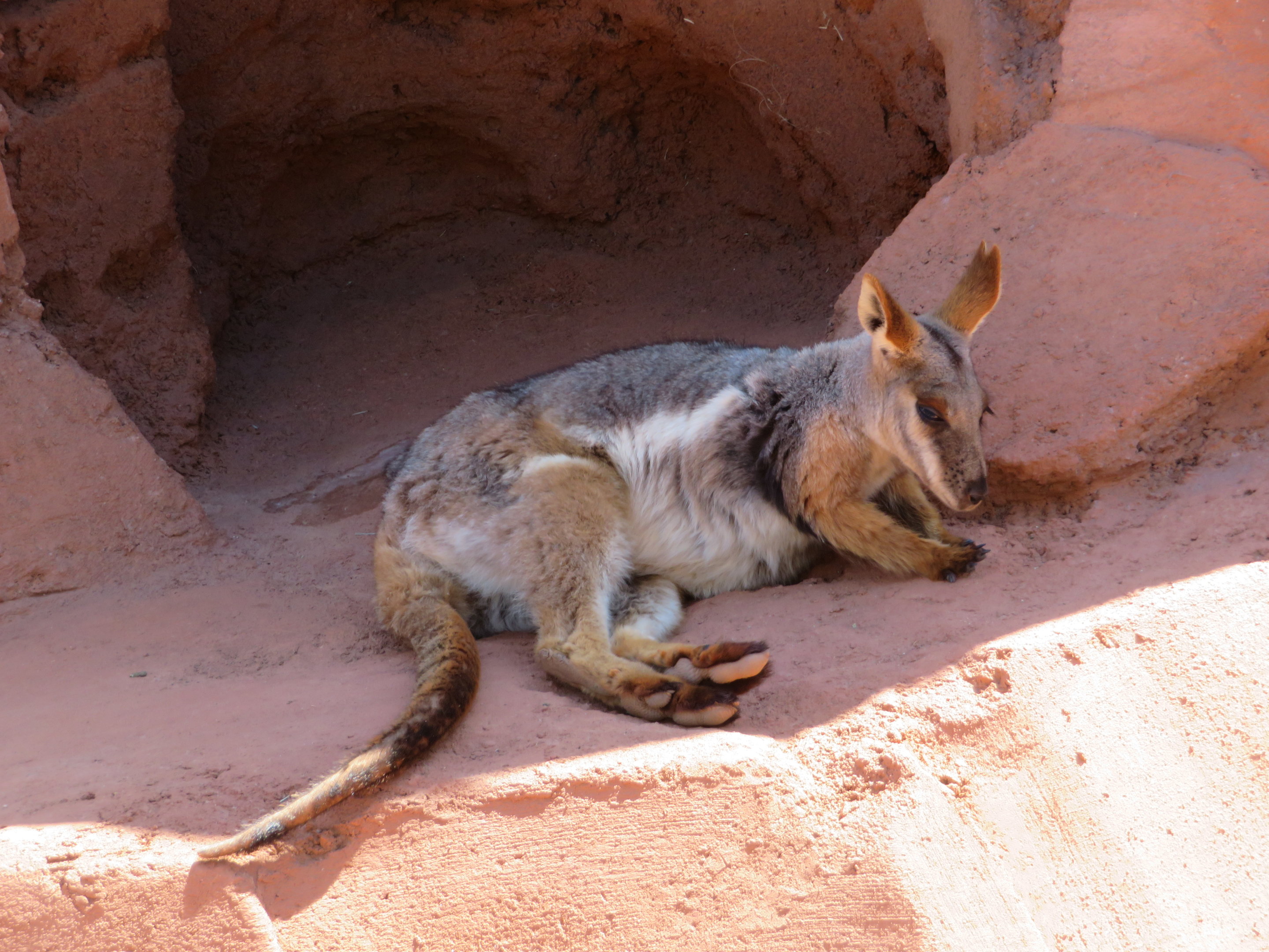 Yellow-footed Rock Wallaby