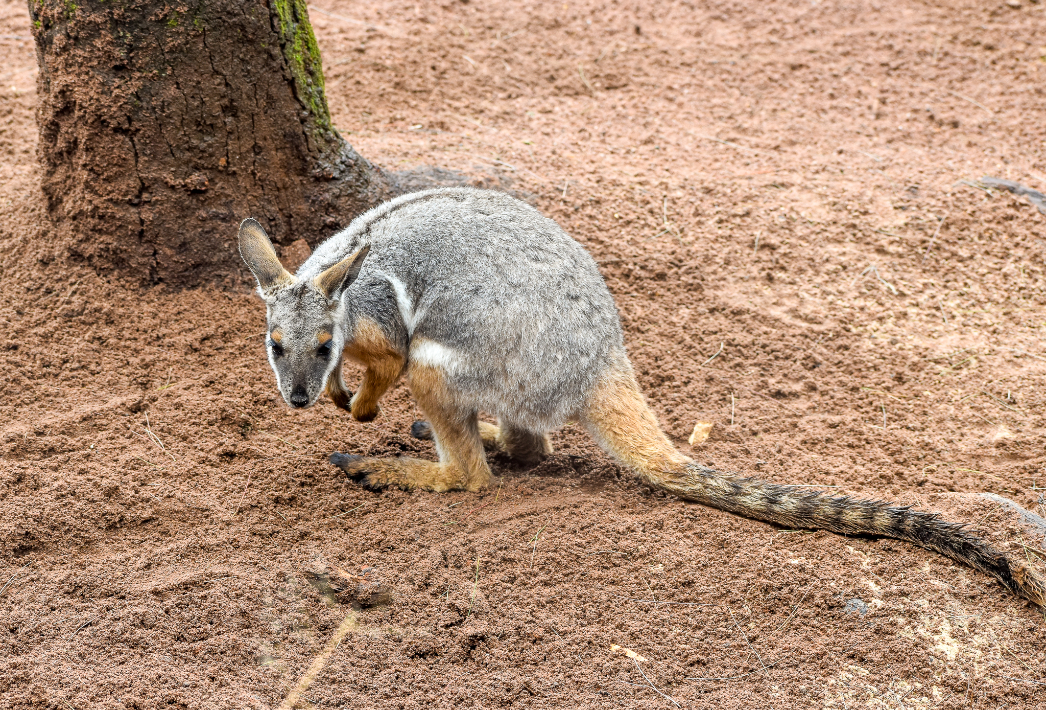 Yellow-footed Rock-Wallaby
