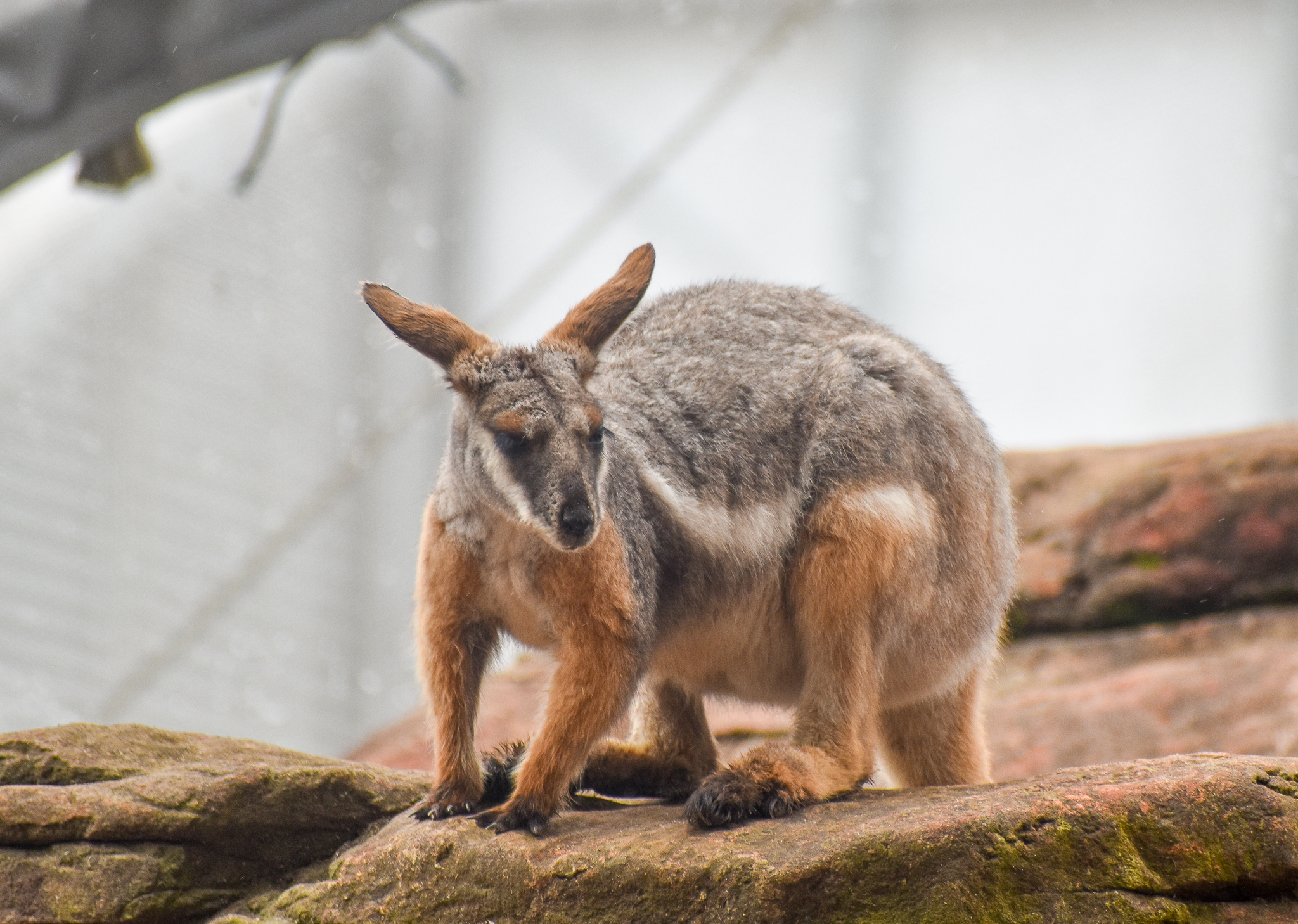 Yellow-footed Rock-Wallaby