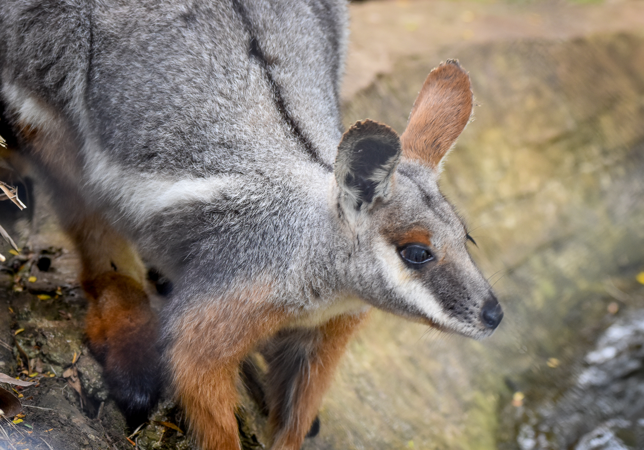 Yellow-footed Rock-Wallaby