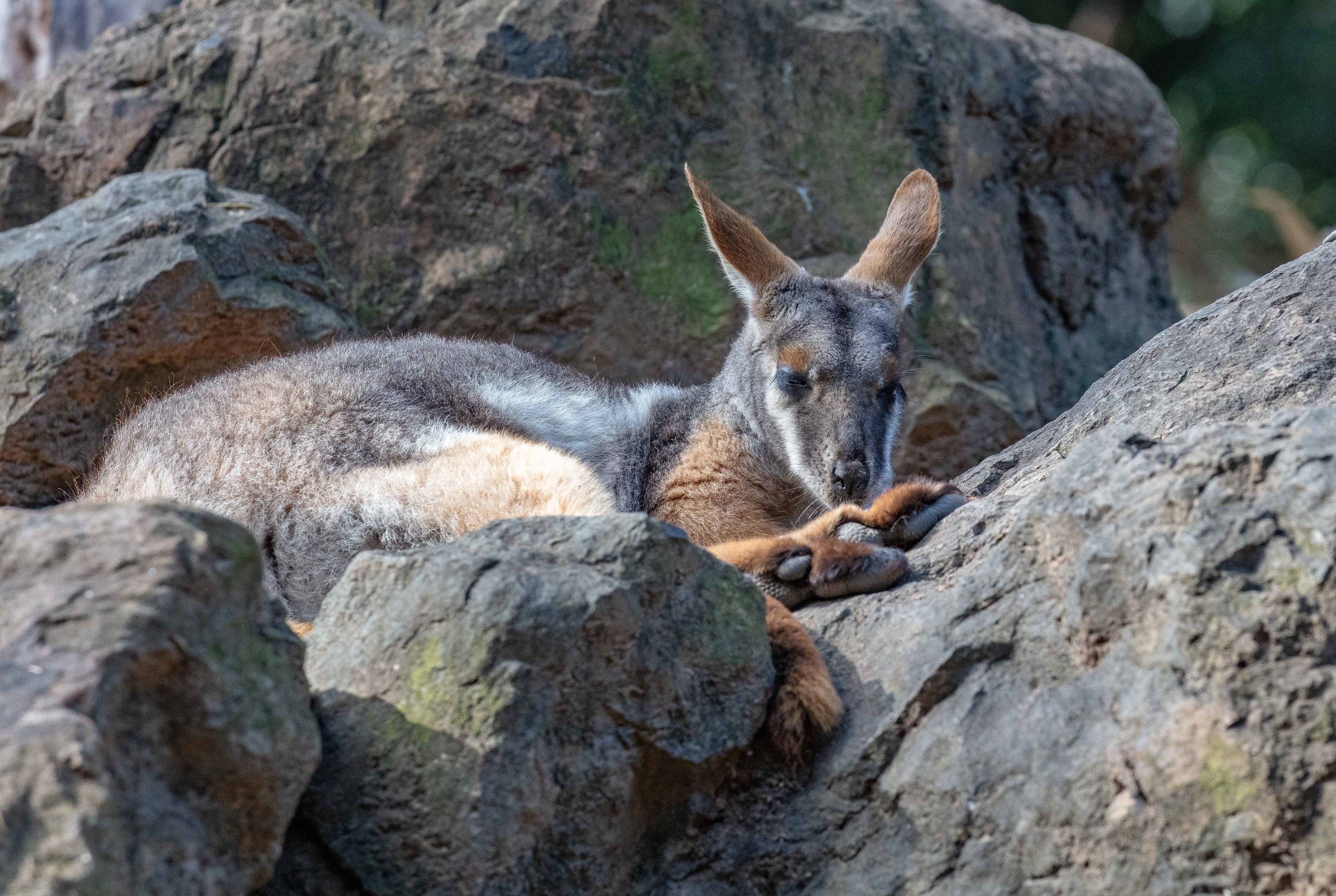 Yellow-footed Rock Wallaby