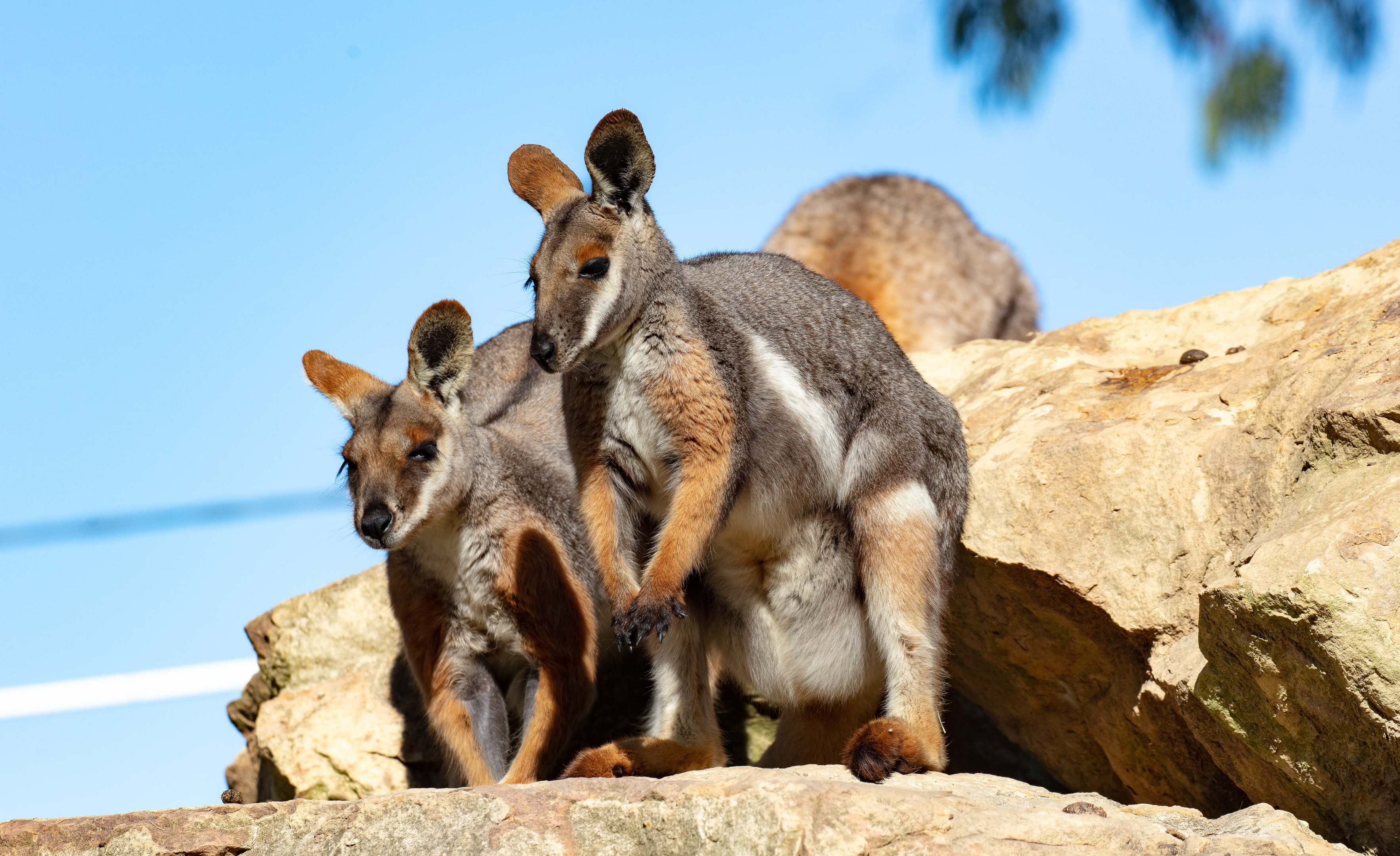 Yellow-footed Rock-wallaby