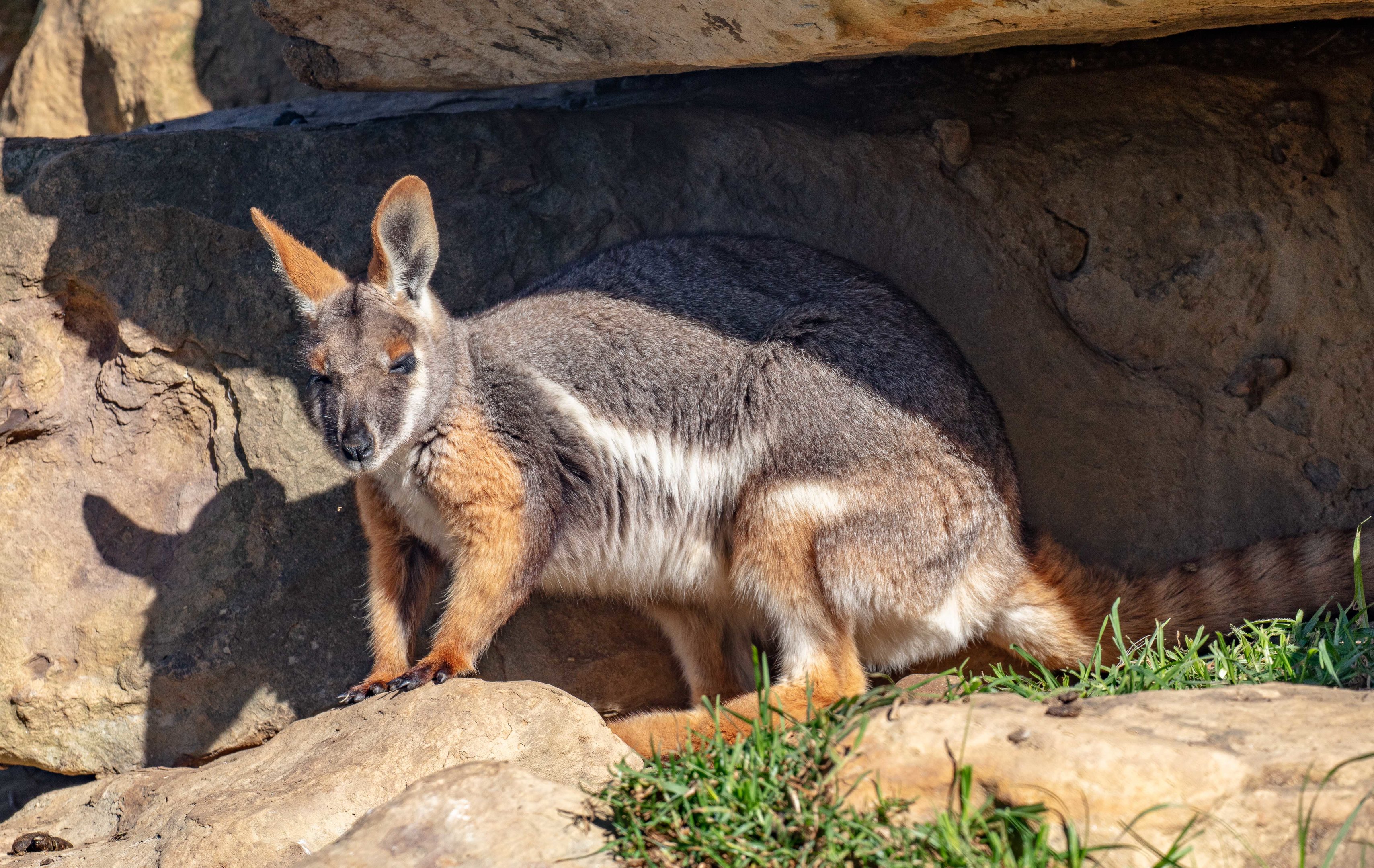 Yellow-footed Rock-wallaby