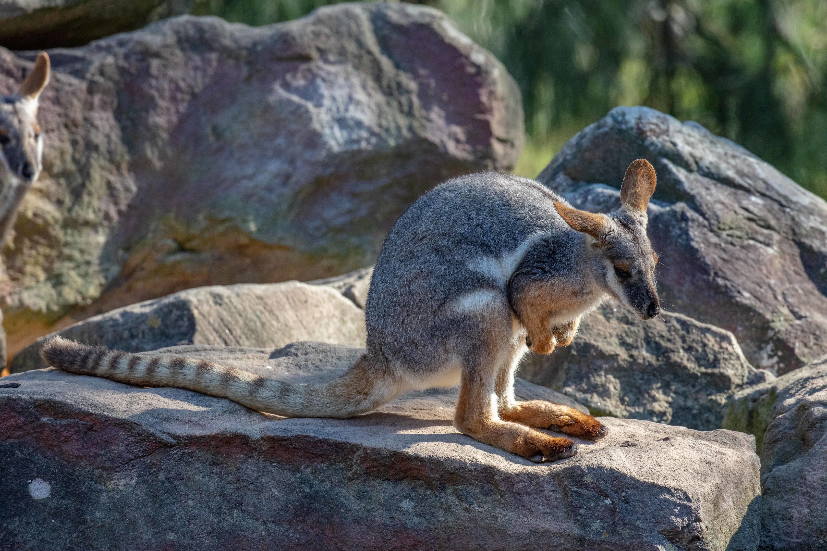 Yellow-footed Rock-wallaby