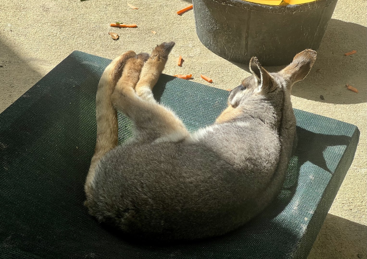 Yellow-footed Rock Wallaby