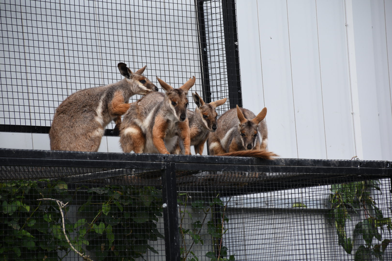 Yellow-footed rock wallaby