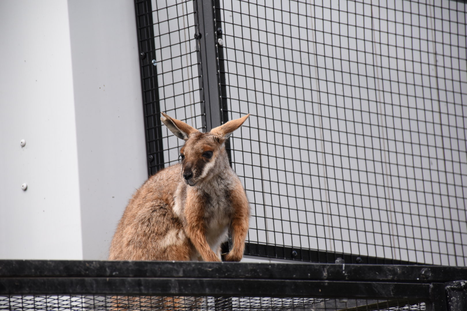 Yellow-footed rock wallaby