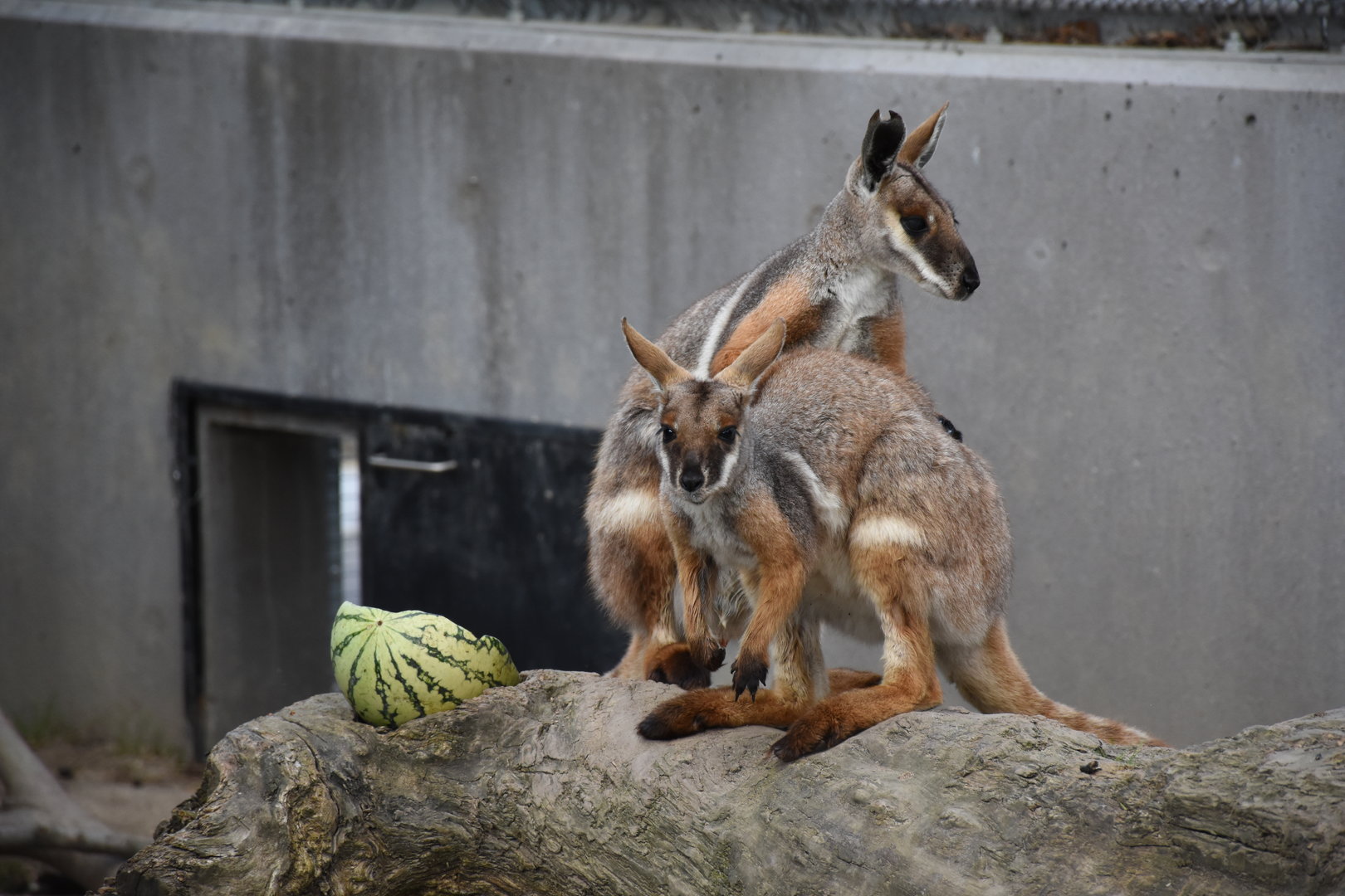 Yellow-footed rock wallaby
