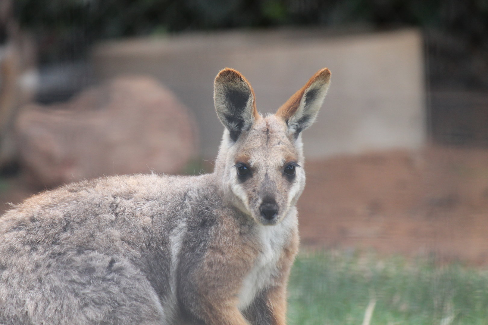 Yellow-footed Rock Wallaby