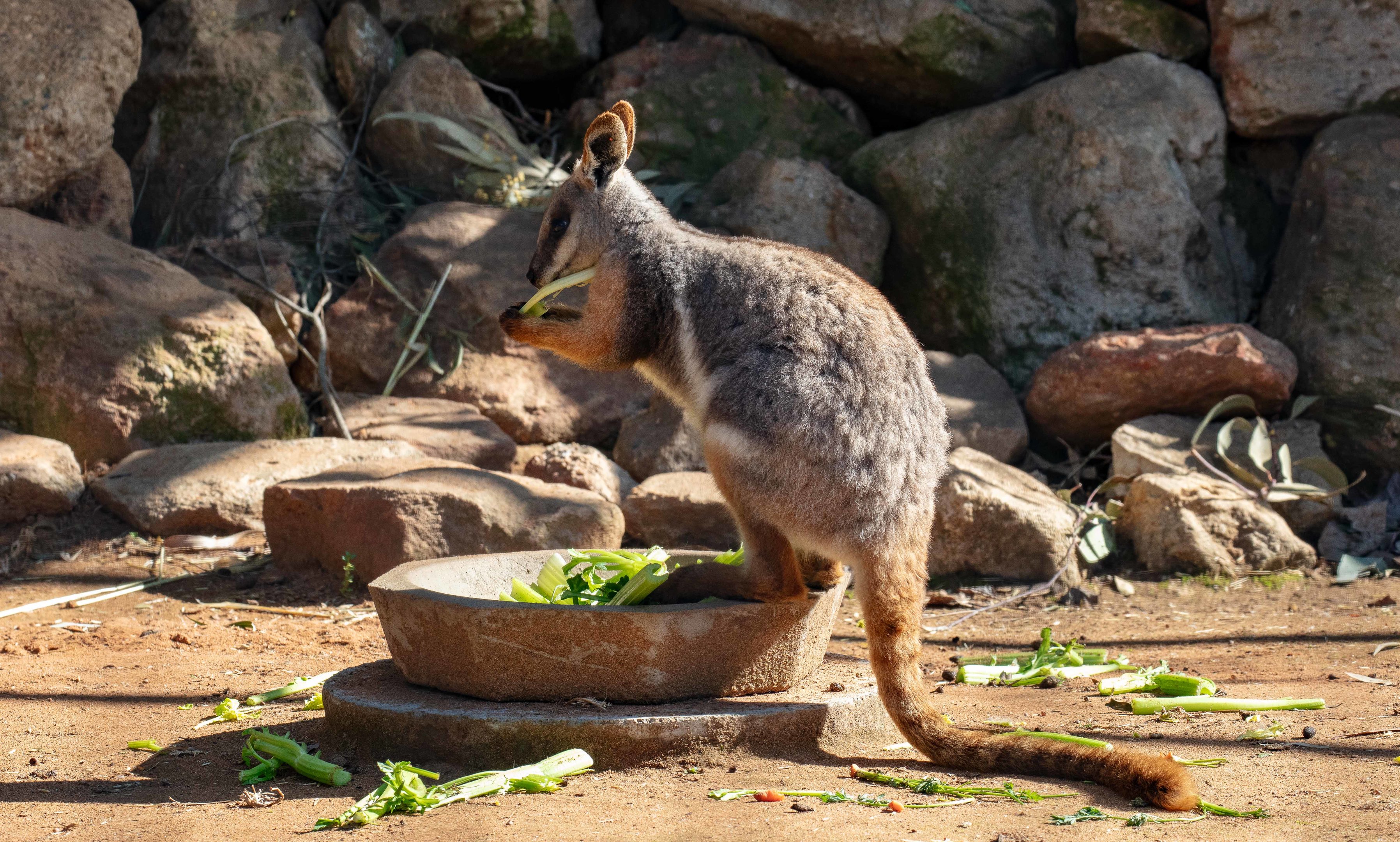 Yellow-footed Rock Wallaby
