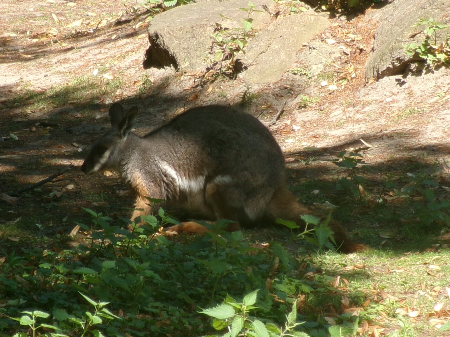 Yellow-footed rock wallaby
