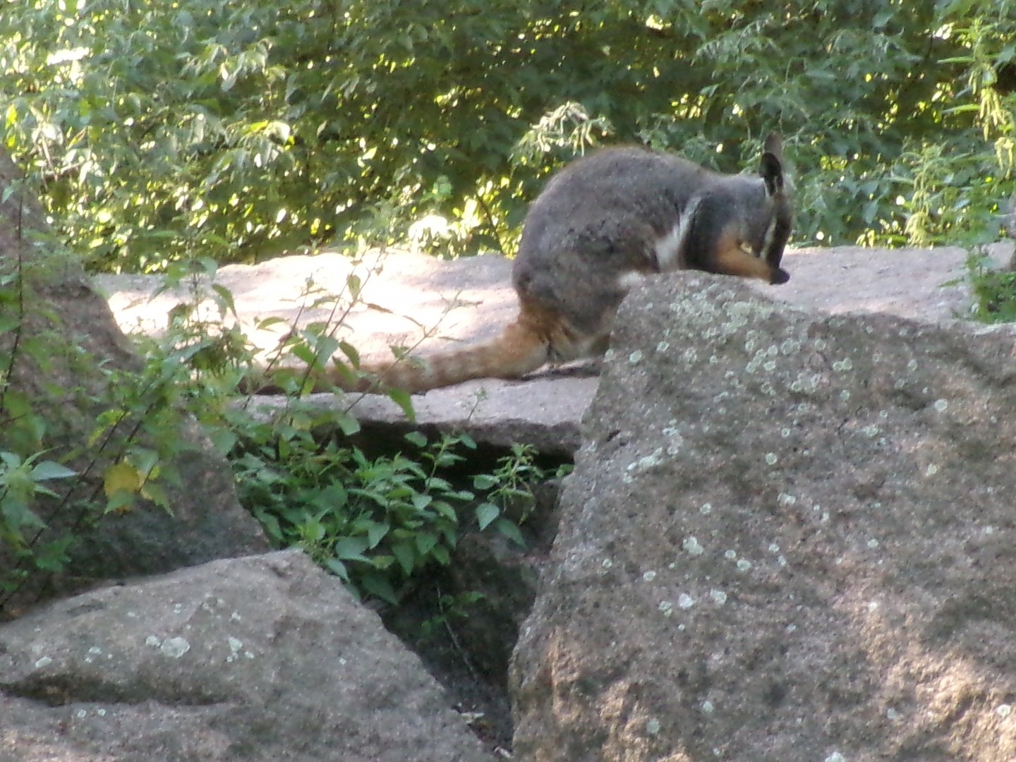 Yellow-footed rock wallaby