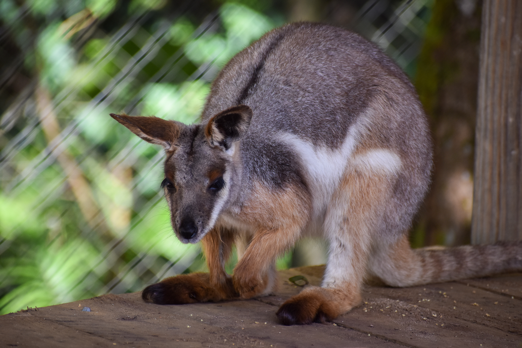 Yellow-footed Rock-Wallaby