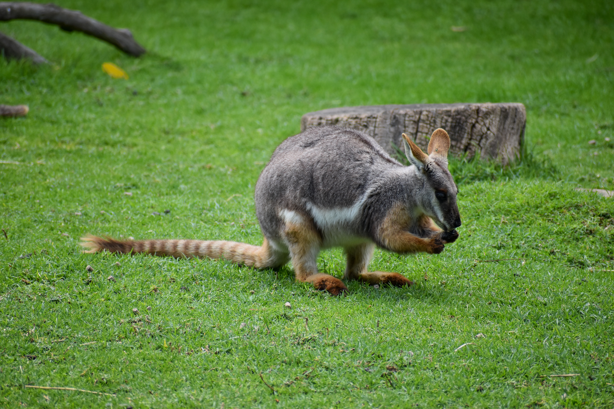 Yellow-footed Rock Wallaby