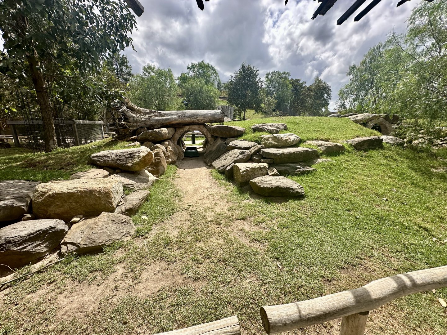 Yellow-footed Rock Wallaby