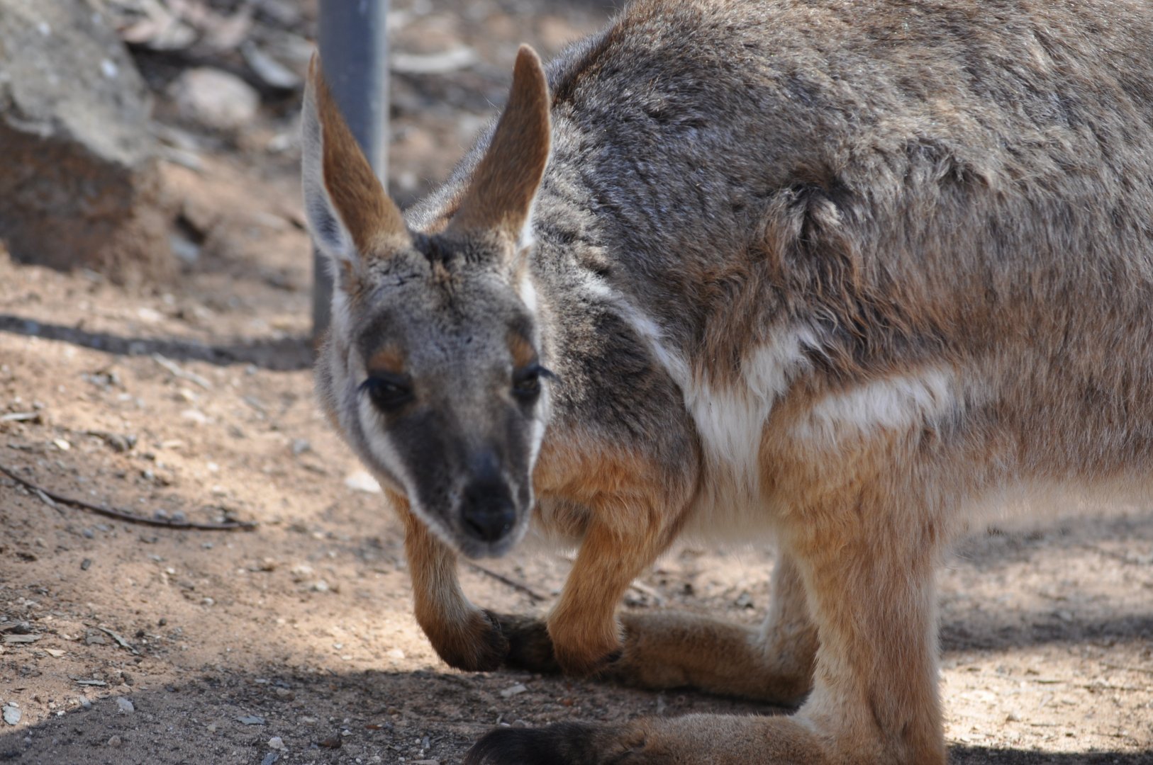 Yellow Footed Rock Wallaby