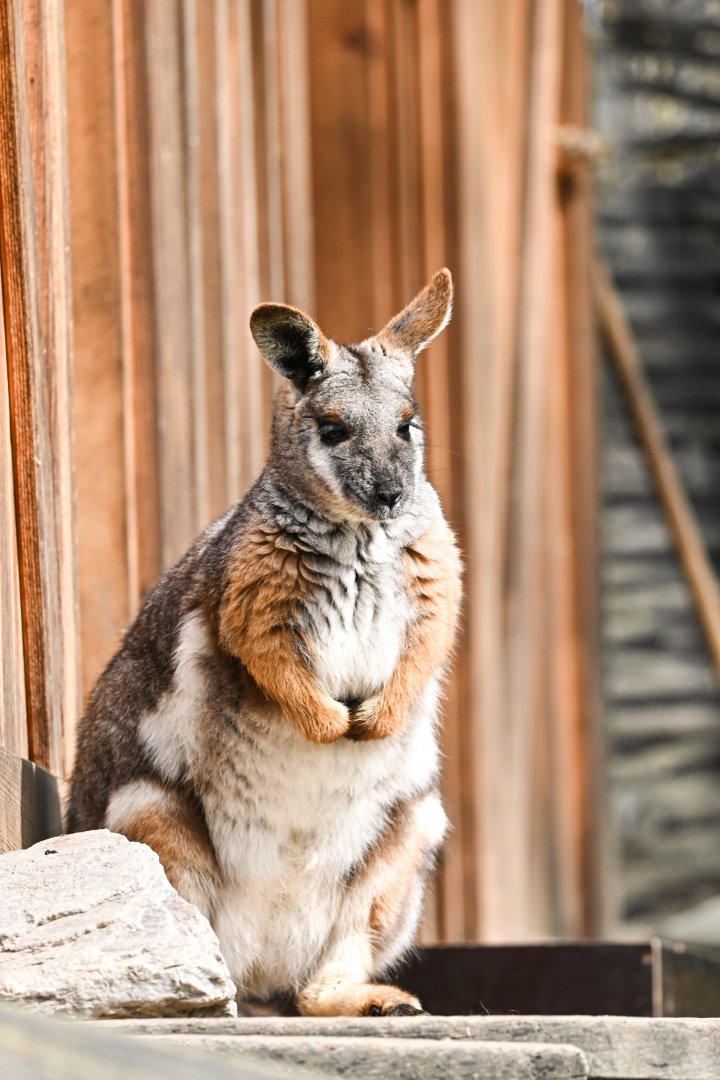 Yellow-footed rock-wallaby