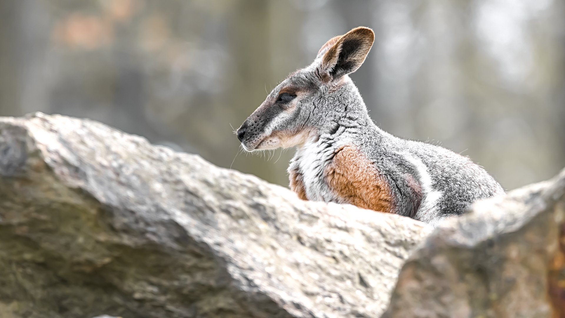 Yellow-footed rock wallaby