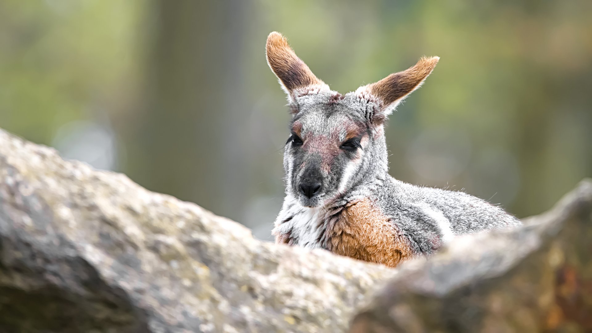 Yellow-footed rock-wallaby
