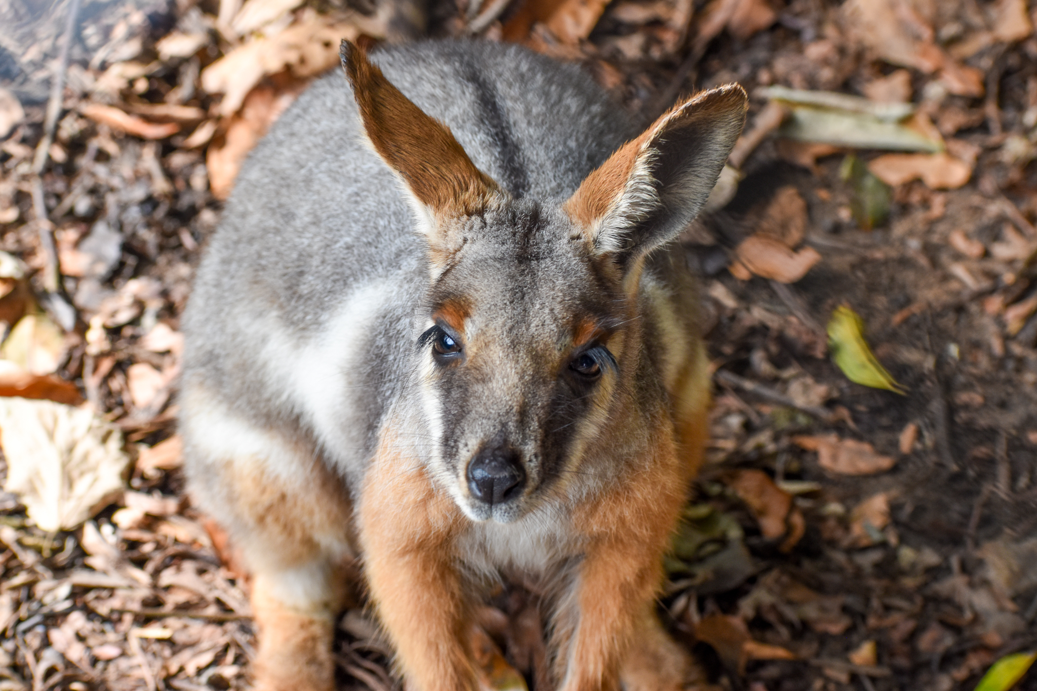 Yellow-footed Rock-Wallaby