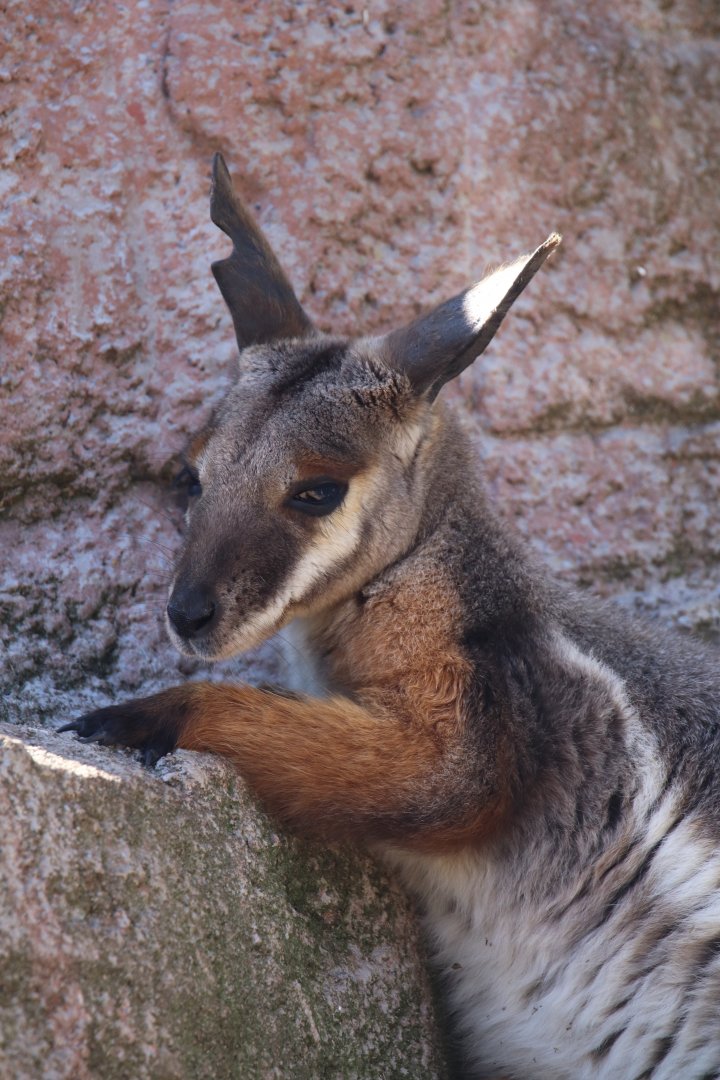 Yellow-footed rock-wallaby