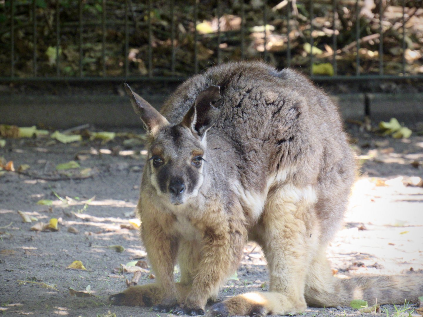 Yellow-footed rock-wallaby