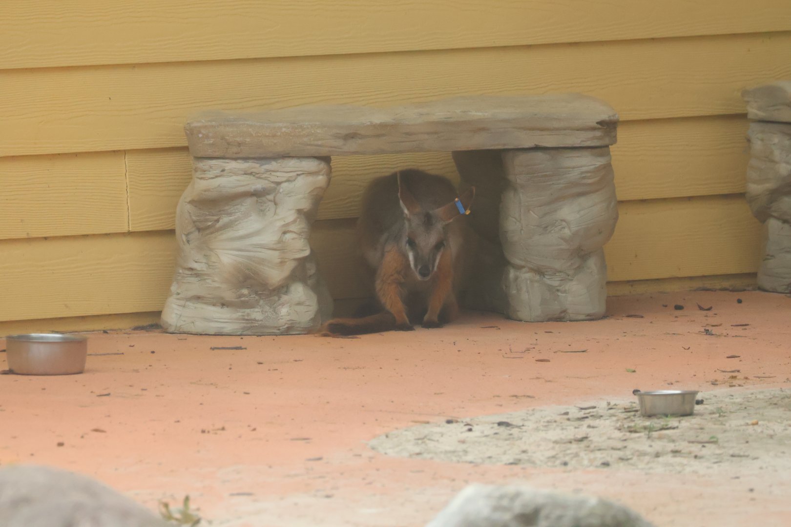 Yellow footed rock wallaby