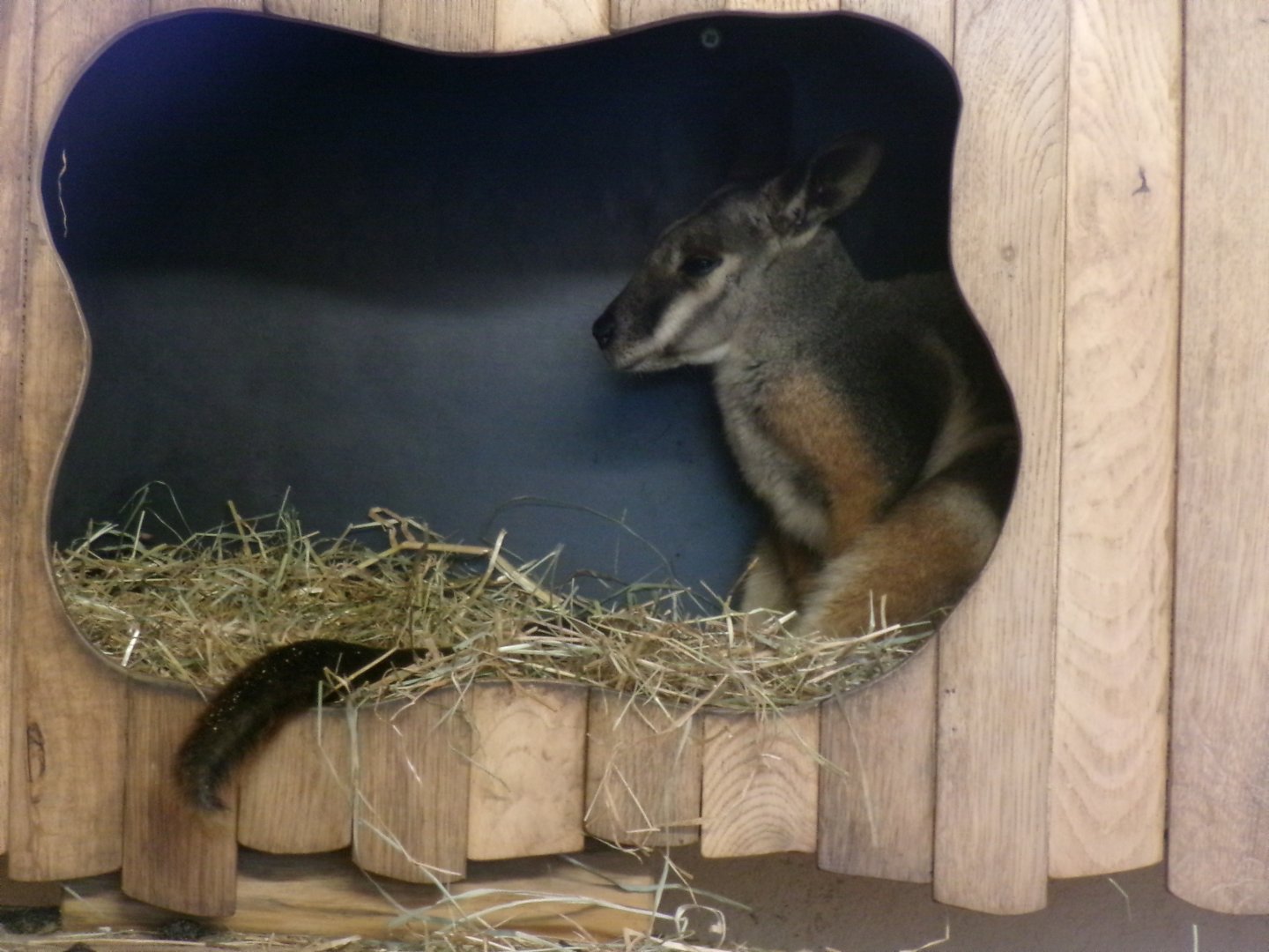 Yellow-footed rock wallaby