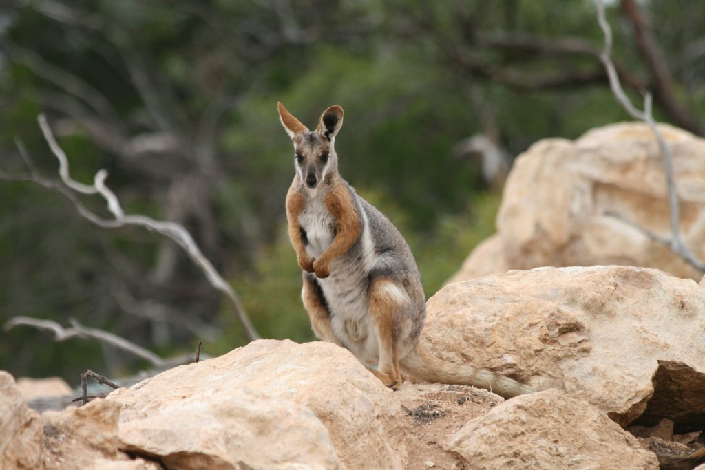 Yellow-footed Rock Wallaby