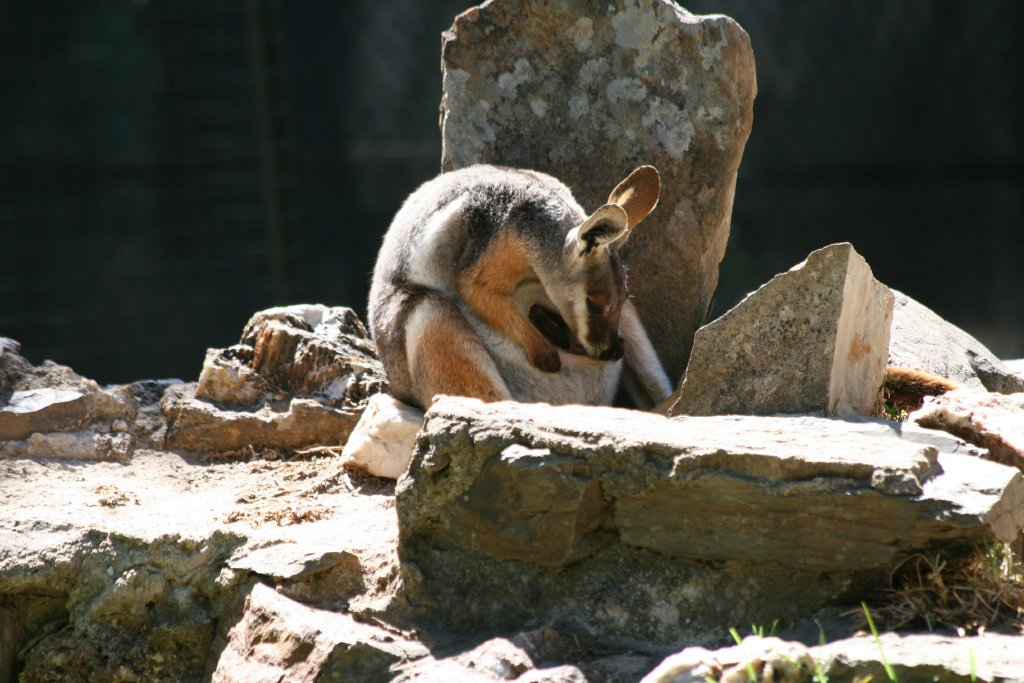 Yellow-footed Rock Wallaby