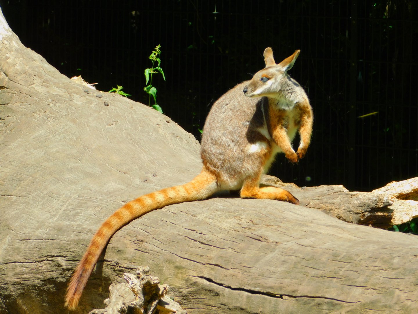 Yellow-footed rock wallby