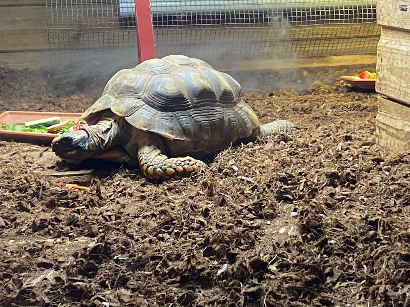 Yellow-footed tortoise 111222