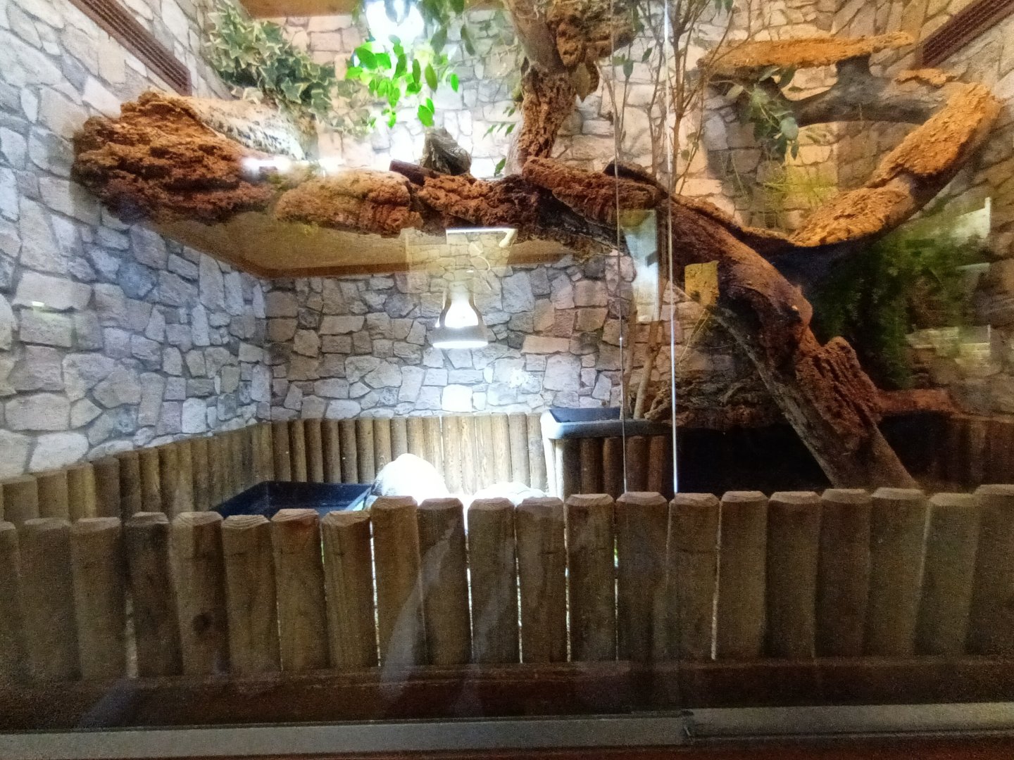 Yellow footed Tortoise and Green Iguana Habitat