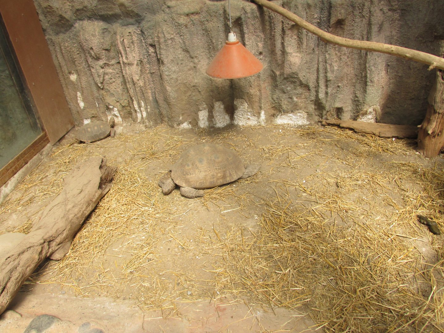 yellow footed tortoise buin zoo