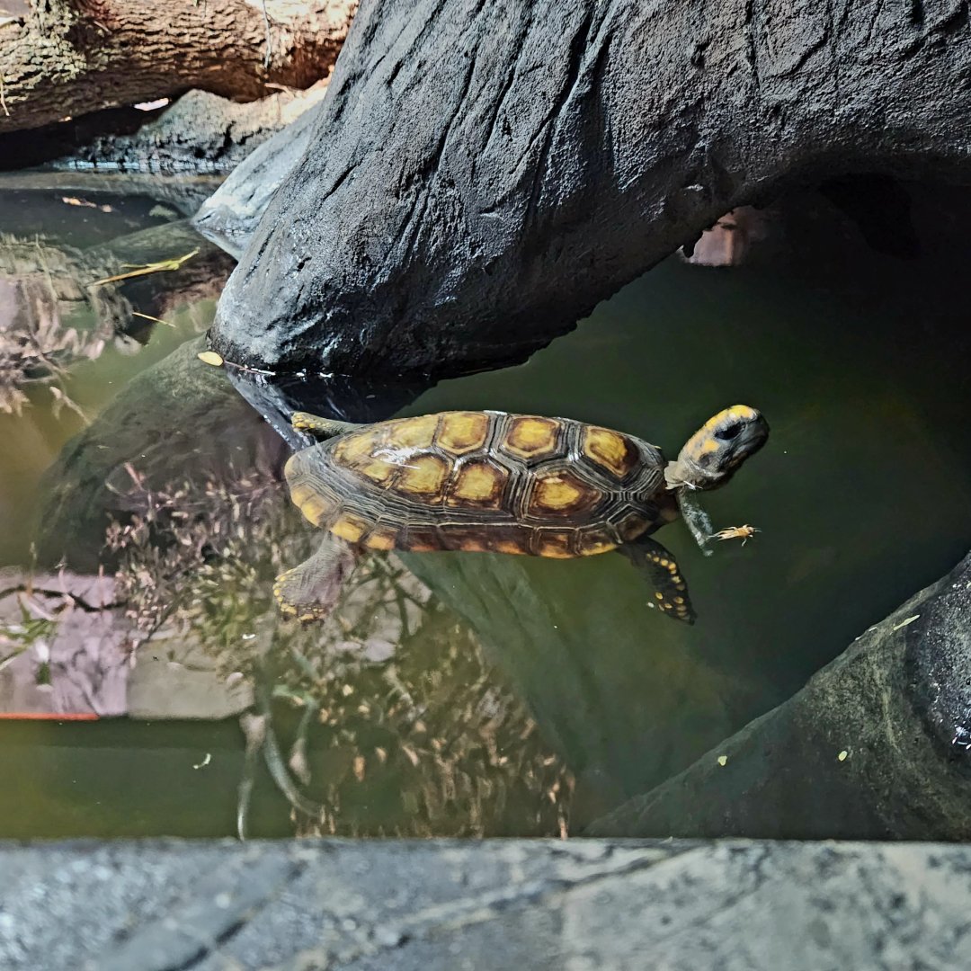 Yellow-Footed Tortoise (Chelonoidis denticulata) going for a swim