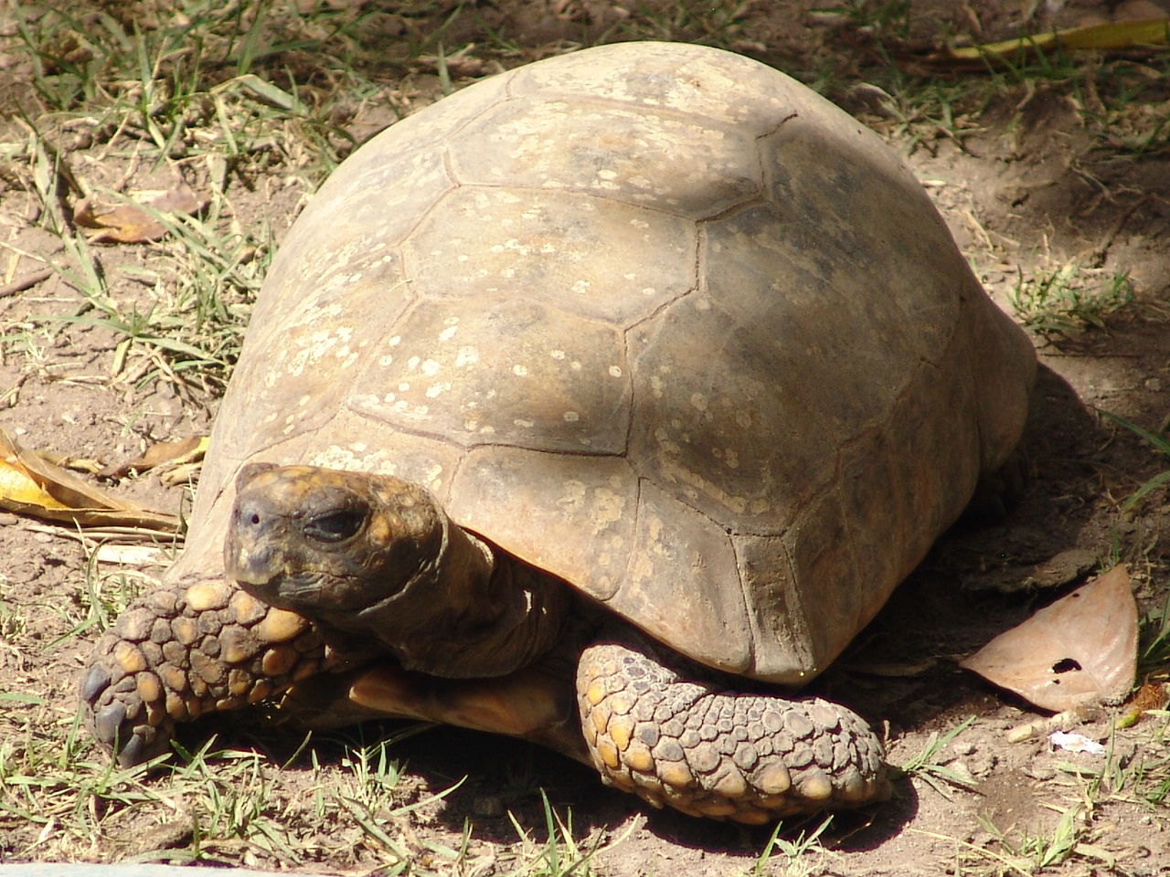 Yellow-footed Tortoise (Chelonoidis denticulata)