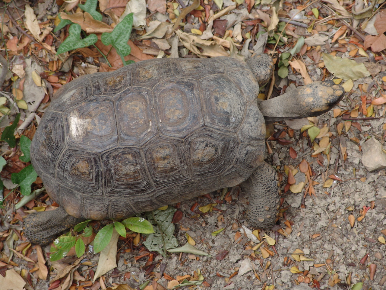 Yellow-footed Tortoise (Chelonoidis denticulata)